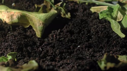 A Timelamp Plant Sprouts From the Ground