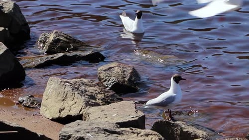 Seagull swims on blue waves