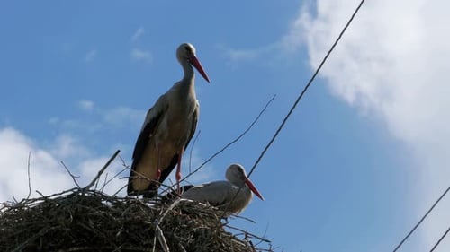 Störchenfamilie in ihrem Nest auf einer Säule