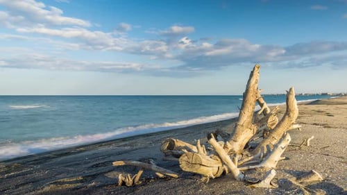 Branch in Sunlight Lies on a Wild Beach Against the Backdrop of the Black Sea and the Cloudy Sky