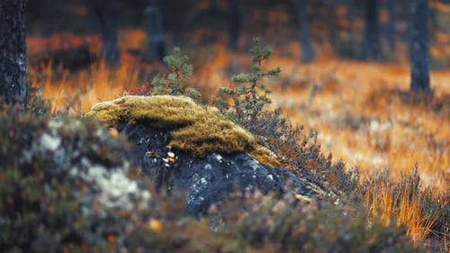 Mossy Rock and Forest Landscape in Autumn