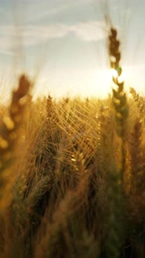 Vidéo verticale de la caméra se déplace lentement parmi les épis de blé mûrs au coucher du soleil