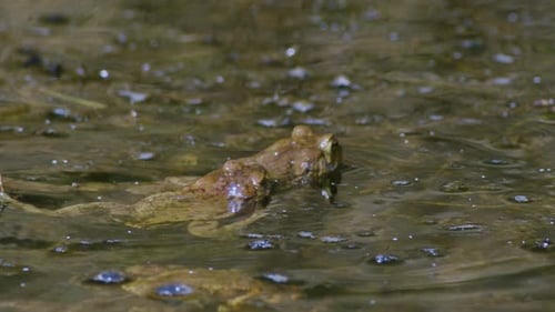 Common toad mating