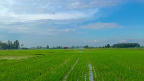 green and fresh rice plants in the rice fields