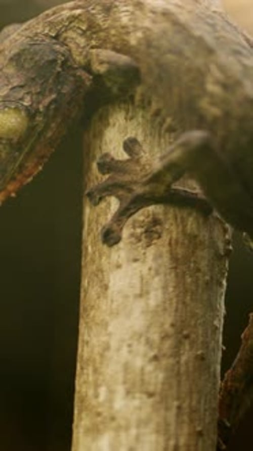Flat Tailed Gecko Climbing on Branch in Rainforest Habitat