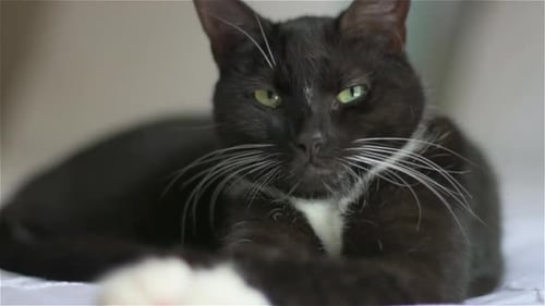 Nahaufnahme einer kleinen, schläfrigen schwarz-weißen Katze mit schwarzem Halsband, zusammengerollt auf einem Bett