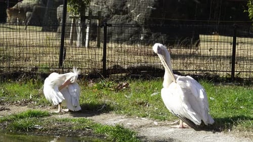 Dos grandes pelícanos blancos limpiándose las plumas