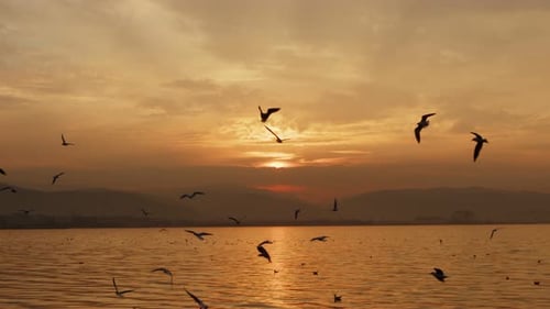 Tier Vogel Möwen fliegen im Sonnenuntergang 24