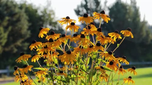 Sunflowers on a bright sunny summer morning dolly left to right