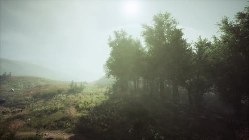 Misty Forest and Meadow Landscape Motion Background