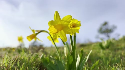 Beautiful yellow daffodils blooming in a sunny spring field