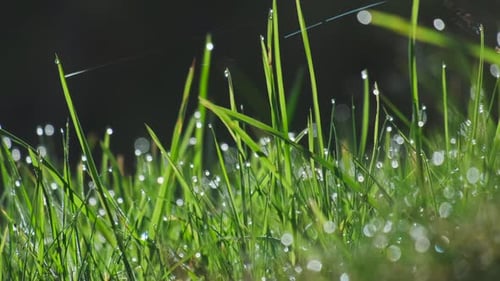 Grüner Naturhintergrund mit Wassertautropfen auf Gras