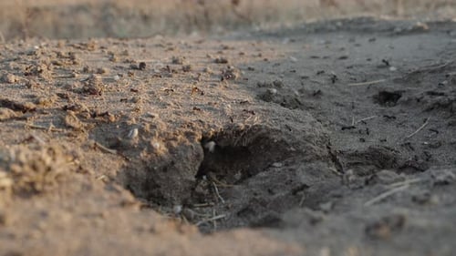 Ameisen arbeiten bei Sonnenuntergang und ziehen verschiedene Gegenstände in ihren Bau. Nahaufnahme
.