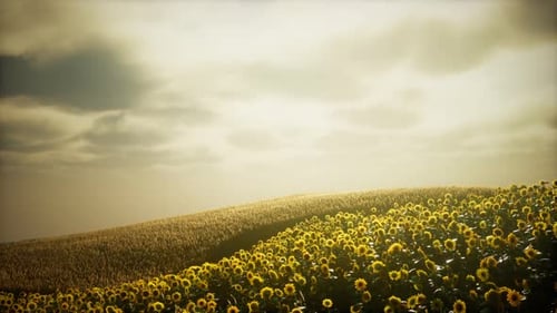 Sunflower Field and Cloudy Sky