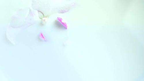Orchid Flower Floating in White Liquid
