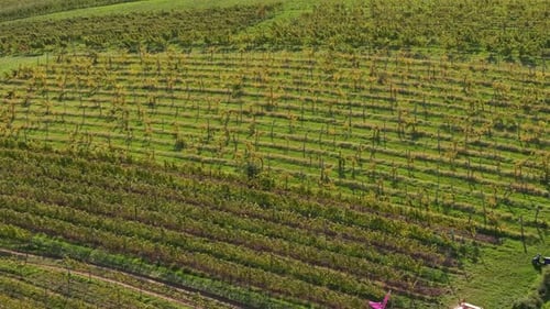Vogelperspektive auf einen Weinberg mit üppigen grünen Weinrebenreihen, die sich über sanfte Hügel erstrecken