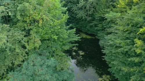 Lac envahi par la végétation près de la forêt