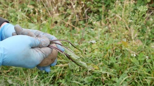 320 Seiten. Der Landwirt pflückt mit seinen Händen die Blätter von den Rüben, um sie weiter zu lagern. Die Arbeit des Landwirts.