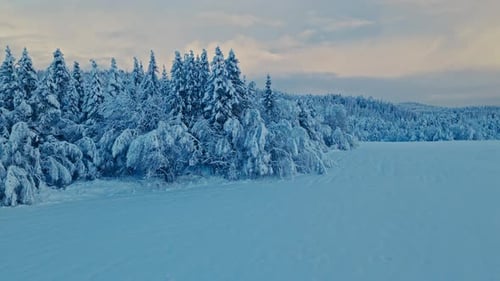 Snow-covered Forest In Winter, Spruces Under Heavy Snow Load. Aerial Shot