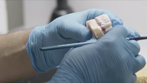 Artificial Teeth Getting Dental Paste Applied