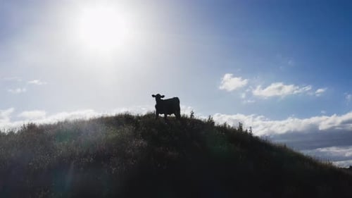 Silhouette of lone cow standing on hill top, back lit with bright sunlight