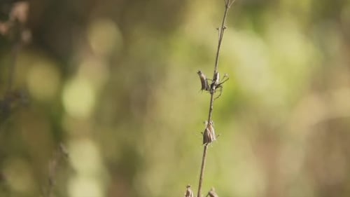 Up-close of a dry plant in a forest with a blurred background at day time