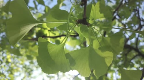 Feuilles vertes illuminées par la lumière du soleil printanière à contre-jour, se balançant dans la brise, Maidenhair Tree