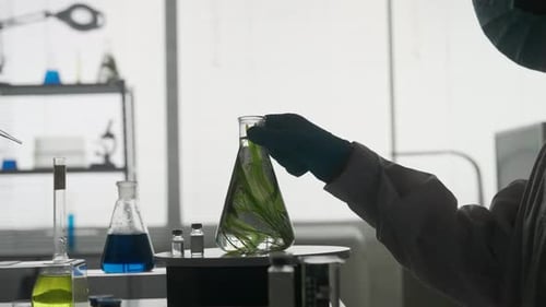 A Plant in a Flask for an Experiment Close Up The Male Scientist Takes the Flask Examines the Plant