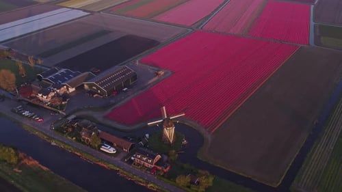 Aerial view of tulip fields and windmill in sunrise, Netherlands.