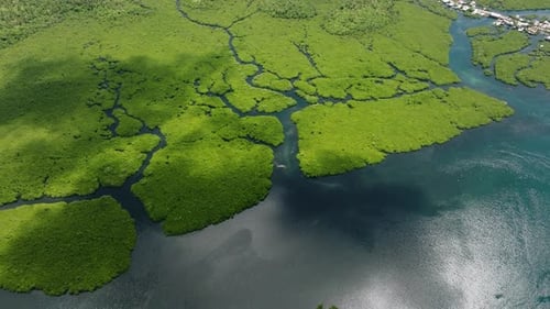 Mangrove Forest with Branching Waterways and Sea Inlet Siargao Philippines