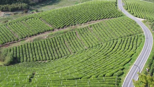 Tea plantation in mountain