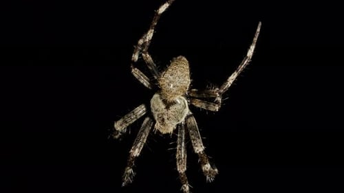 Spider Vertically Hangs on Spider Web at Night and Waits for Victim