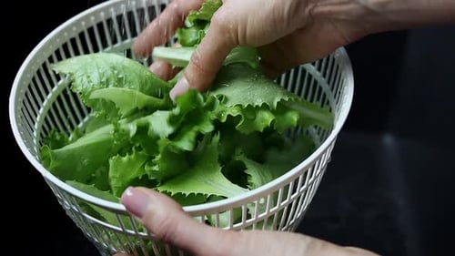 Washing Fresh Green Lettuce in the Kitchen Sink