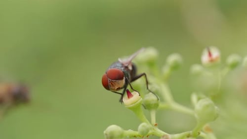 Gros plan macro d'une mouche aux yeux rouges se nourrissant d'un petit bourgeon vert au centre jaune à la lumière naturelle,