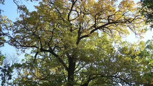 Autumnal Oak Tree Leaves in Forest