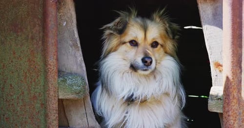 Fluffy Dog Relaxing in its Dog House