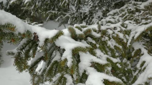 A shot of green spruce branches covered with fresh snow.
