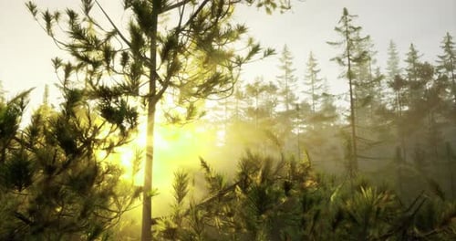 Morning Sunlight Filters Through a Lush Forest Creating a Serene Atmosphere