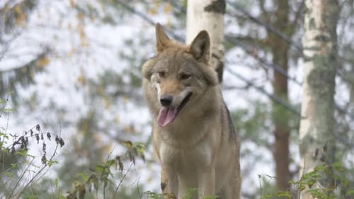 Medium low-angle shot of Eurasian Scandinavian Grey Wolf looking around and running way into the for