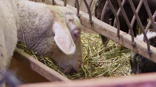 Sheep And Goats Prepared For Eid Al Adha In Islam 37