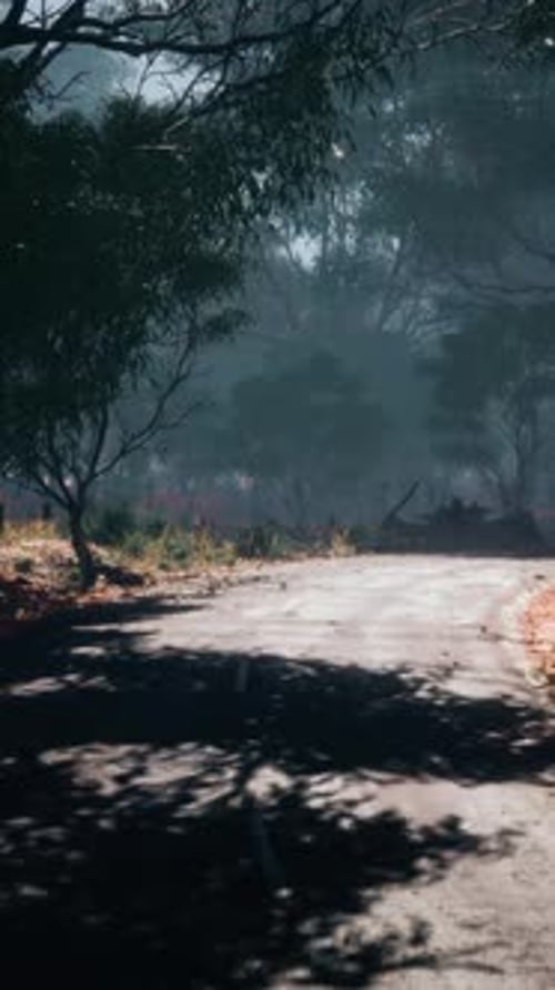 Beautiful Tree Lined Road in the Tunnel of Trees