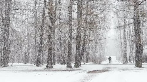 People are Walking in Snow Park Heavy Snow in the Wood Large Flakes of Snow Wild Park Winter Trees