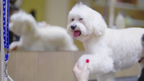 Grooming Session for a Fluffy Dog at a Pet Care Center