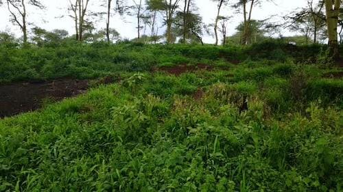 Aerial view close to the rainforest floor, in the jungles of Kenya, Africa - tracking, drone shot