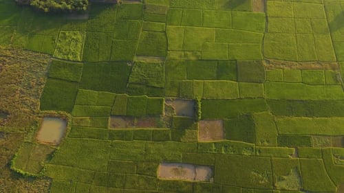 Top down aerial view of farmland field with green crops texture. Descending drone shot wide view