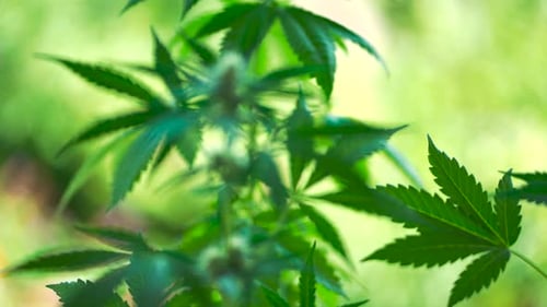 Cannabispflanze aus nächster Nähe. Marihuana, THC-Medikament, Blütenblatt, grüne Knospen, die sich im Wind bewegen. Fokus ziehen