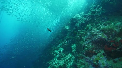 Exotic Fish Swims Near Sardines School in Clear Ocean Water