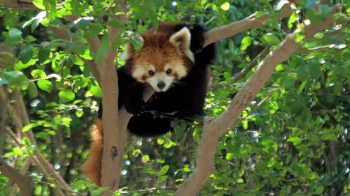 Red Panda Relaxing in a Green Tree