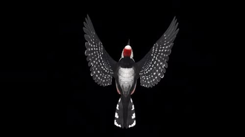 Woodpecker Bird - Black White - Flying Loop - Top Back View CU - Alpha Channel