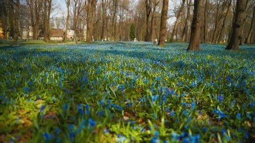 Eine blaue Blumenwiese mit Bäumen im Hintergrund